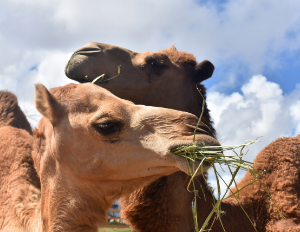 عرض ابل حاشي1