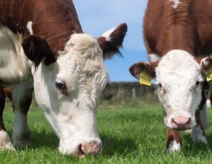 عرض3 بقر  بلدي