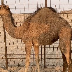 حاشي لباني بالكيلو