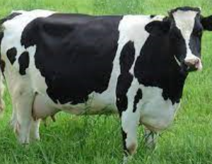 عرض2 بقر بلدي