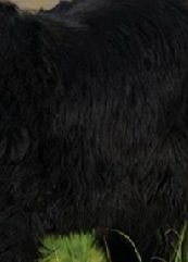 لحم ضأن بالكيو